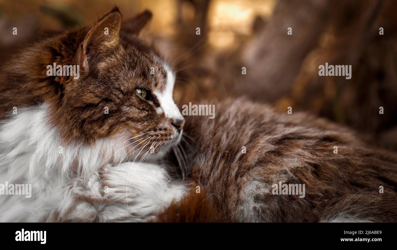 Cat ritratto marrone e bianco Foto Stock