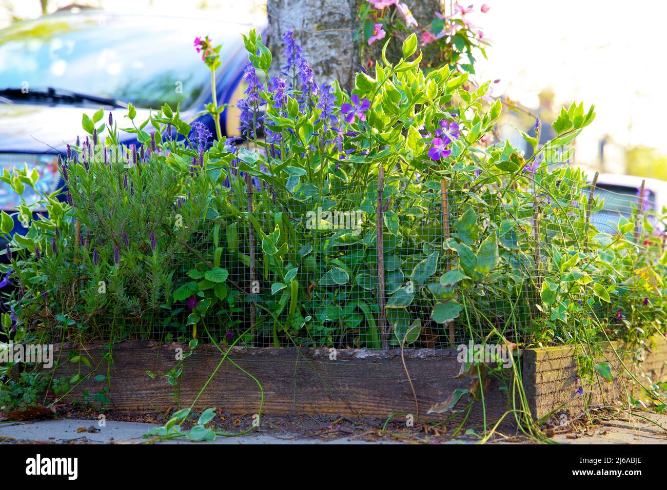 Primo piano di un giardino alberato in un ambiente urbano. Boomspiegeltuintje per l'inverdimento urbano. Piccolo giardino a Groninga per adattamento climatico. Foto Stock