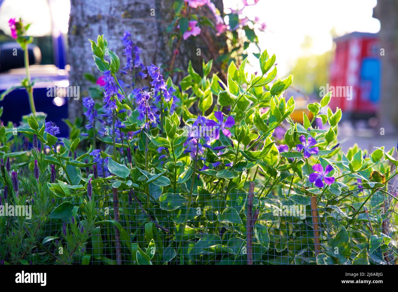 Primo piano di un giardino alberato in un ambiente urbano. Boomspiegeltuintje per l'inverdimento urbano. Piccolo giardino a Groninga per adattamento climatico. Foto Stock