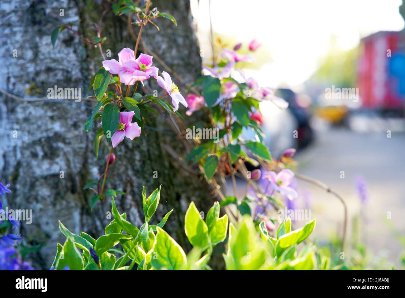 Primo piano di un giardino alberato in un ambiente urbano. Boomspiegeltuintje per l'inverdimento urbano. Piccolo giardino a Groninga per adattamento climatico. Foto Stock