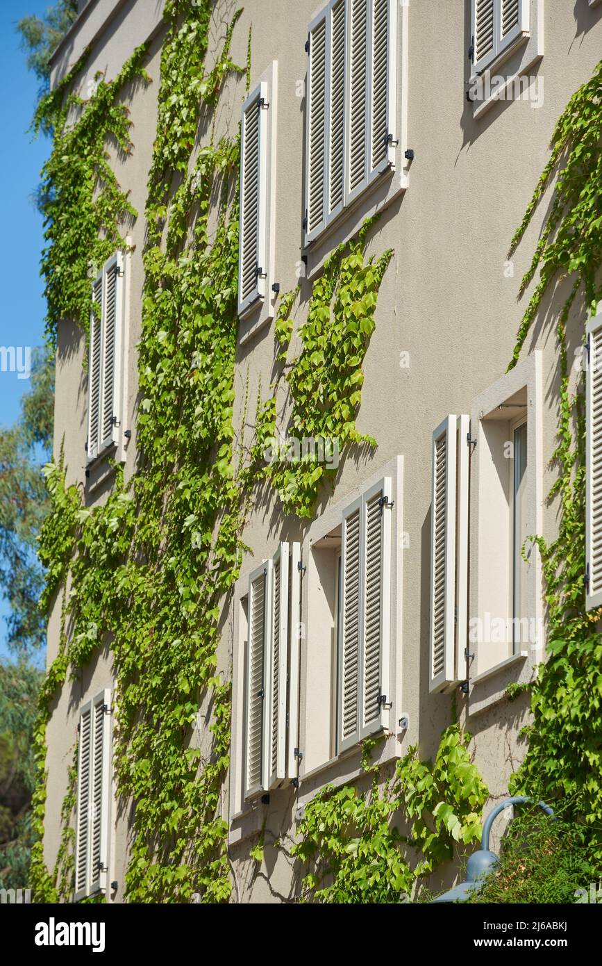 L'impianto Ivy cresce sulle pareti di un edificio residenziale Foto Stock