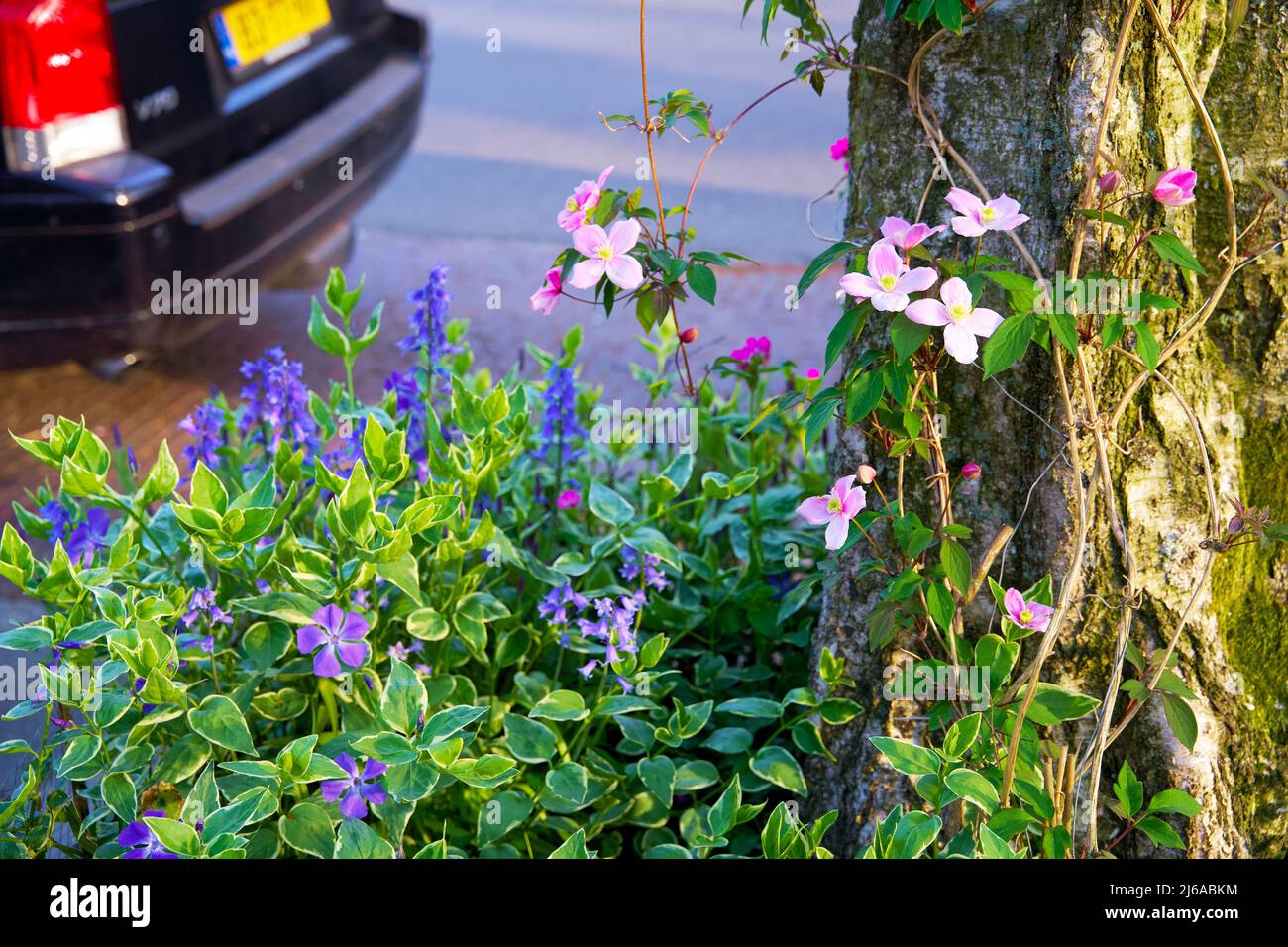 Primo piano di un giardino alberato in un ambiente urbano. Boomspiegeltuintje per l'inverdimento urbano. Piccolo giardino a Groninga per adattamento climatico. Foto Stock