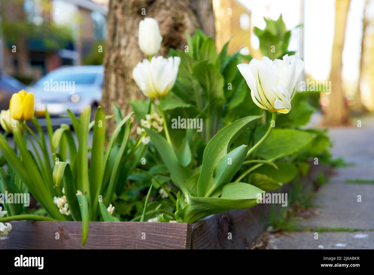 Primo piano di un giardino alberato in un ambiente urbano. Boomspiegeltuintje per l'inverdimento urbano. Piccolo giardino a Groninga per adattamento climatico. Foto Stock