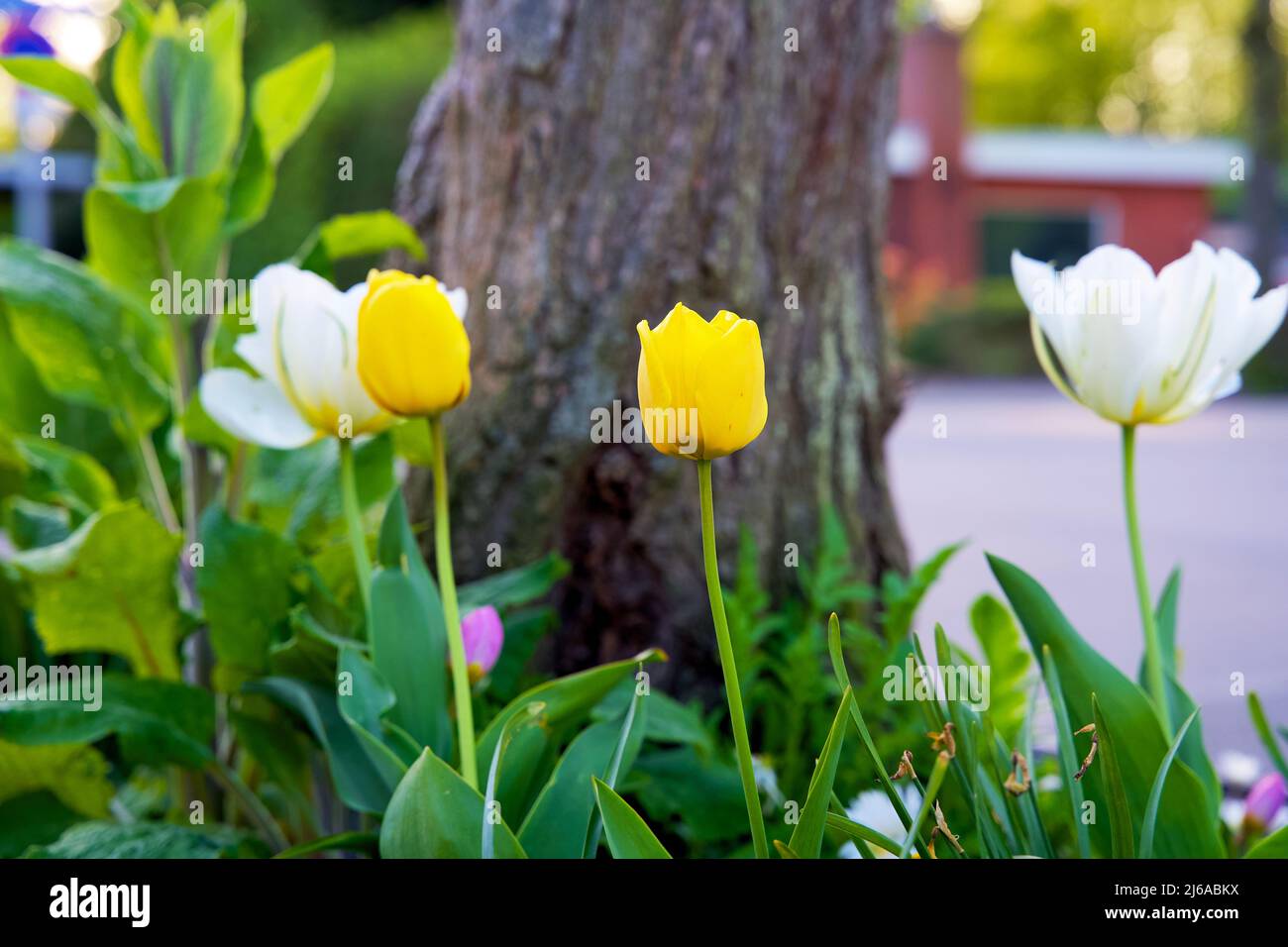 Primo piano di un giardino alberato in un ambiente urbano. Boomspiegeltuintje per l'inverdimento urbano. Piccolo giardino a Groninga per adattamento climatico. Foto Stock