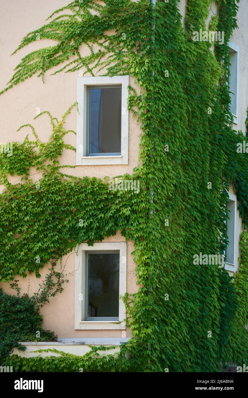 L'impianto Ivy cresce sulle pareti di un edificio residenziale Foto Stock