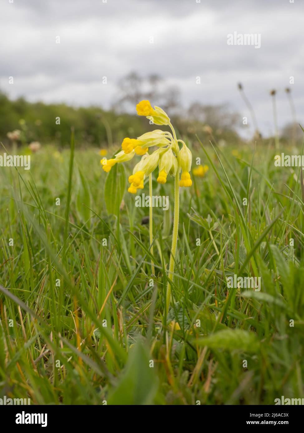 Primula veris, la Cowslip, la Cowslip comune, o Cowslip Primrose, che cresce in un prato a Cricklade, Regno Unito. Foto Stock