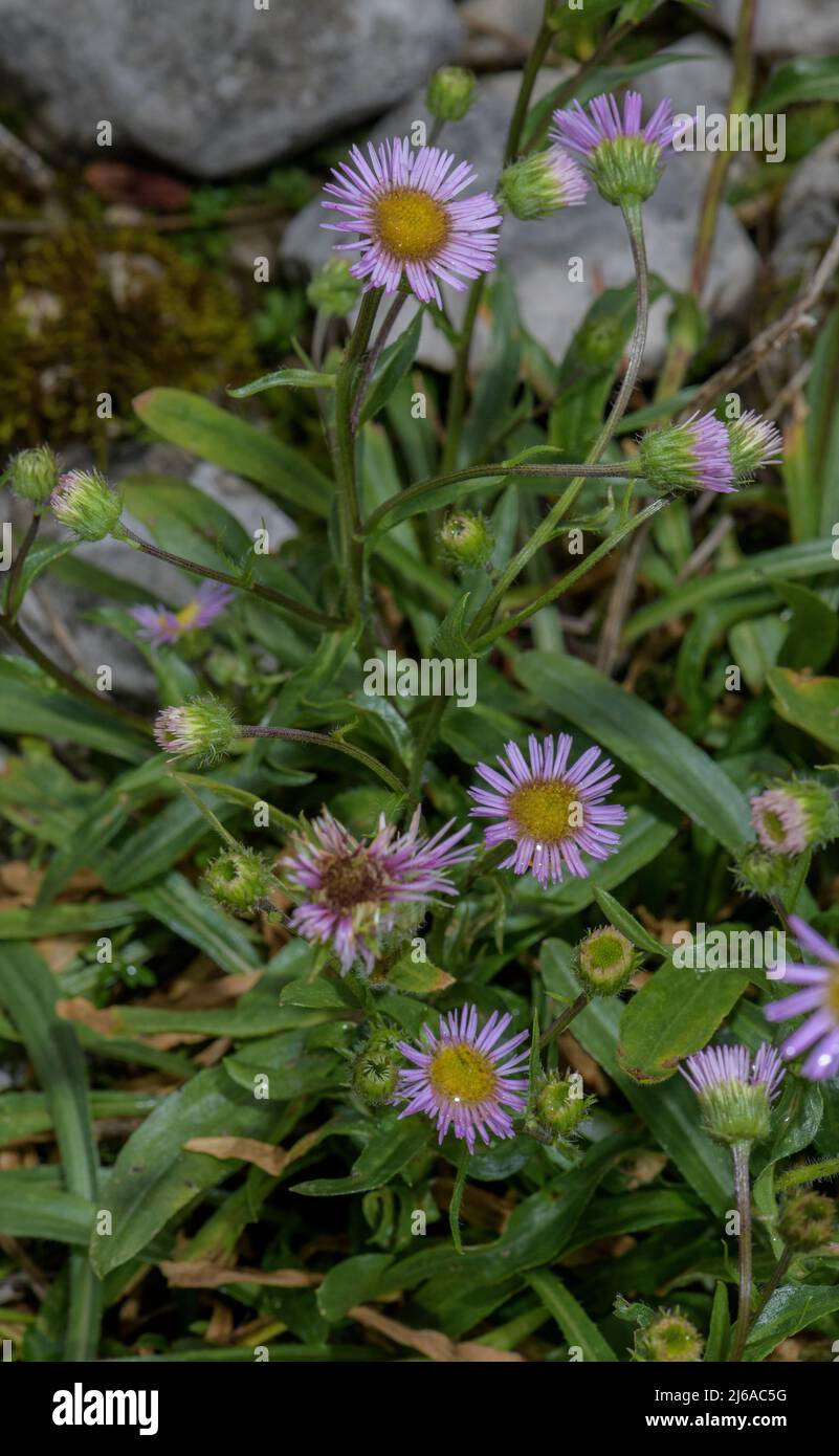 Fleabane alpine, Erigeron alpinus, in fiore nelle Alpi. Foto Stock