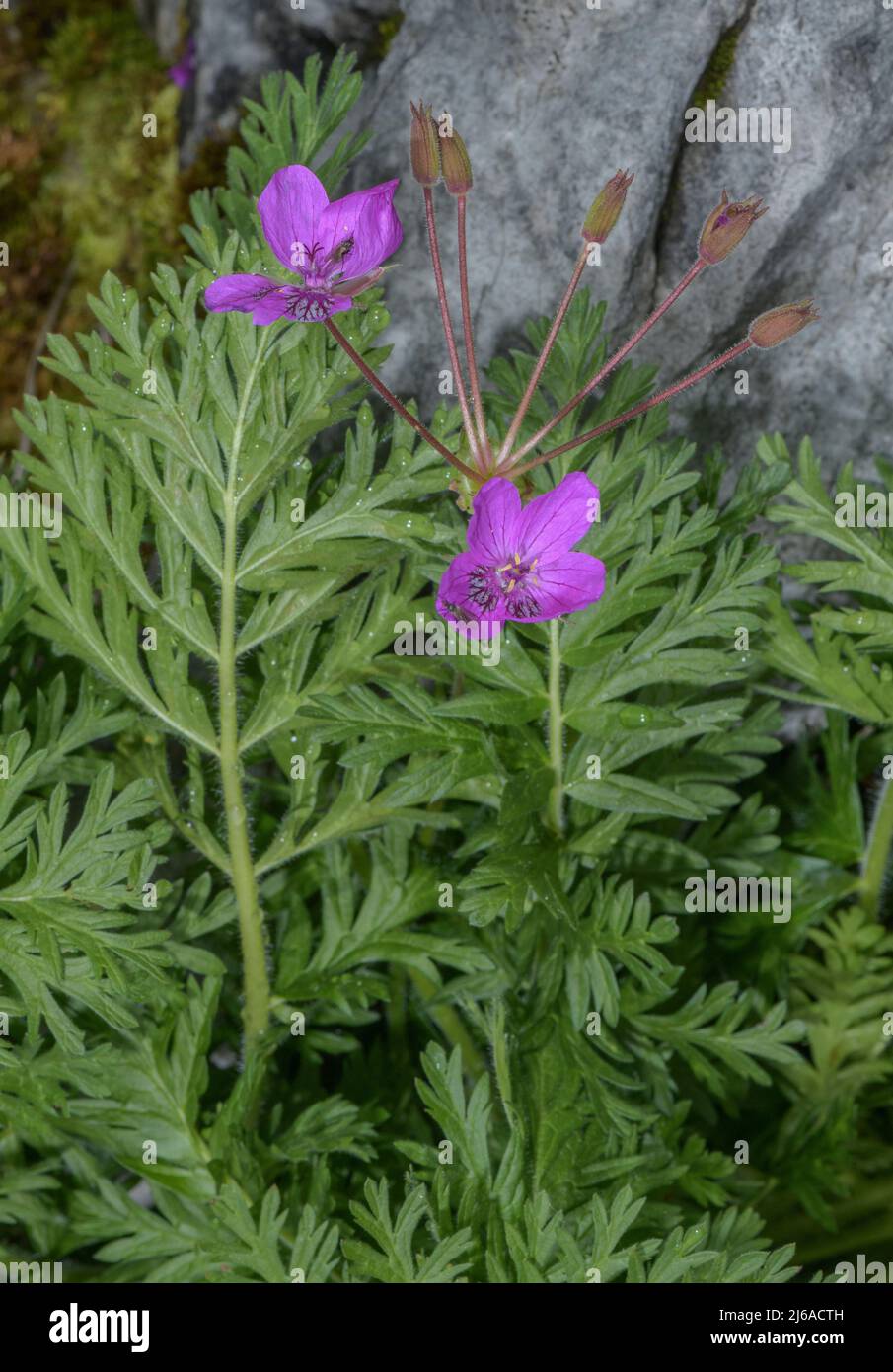 Manescau storksbill, Erodium manescavii, in fiore nei Pirenei. Foto Stock