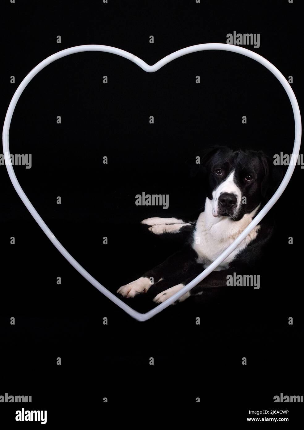 cane bianco e nero che guarda attraverso un cuore bianco con uno sfondo nero Foto Stock