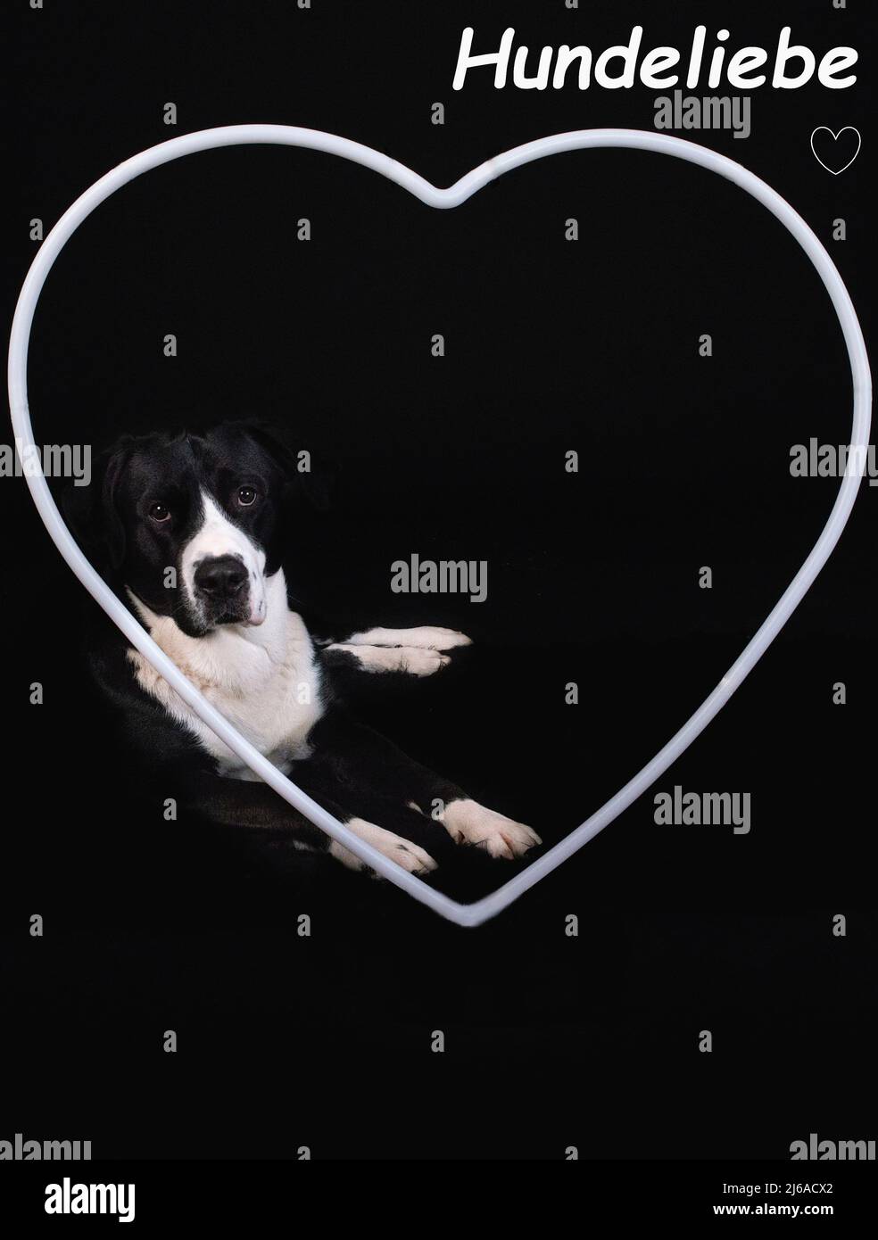 cane bianco e nero che guarda attraverso un cuore bianco con uno sfondo nero Foto Stock
