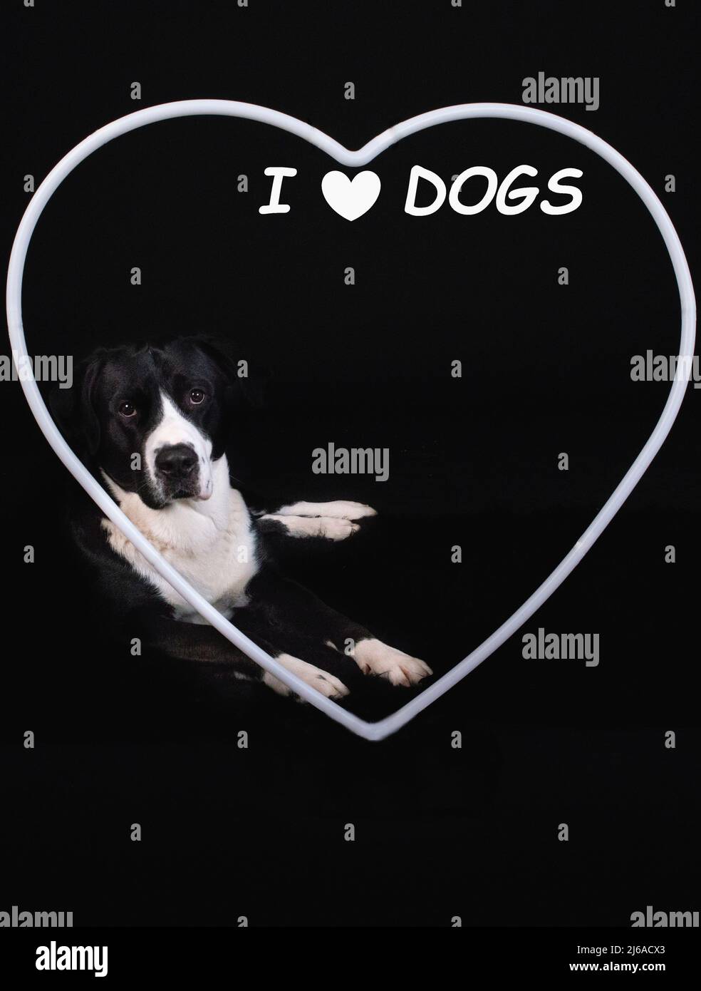 cane bianco e nero che guarda attraverso un cuore bianco con uno sfondo nero Foto Stock