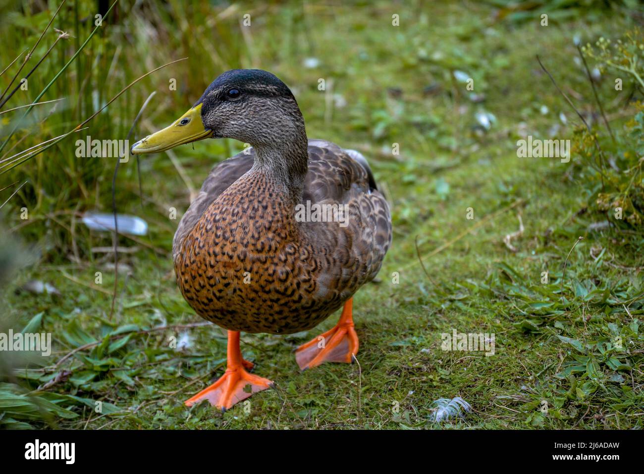 Femmina Mallard (platyrhynchos anas) a piedi su prato che domina il lago. Foto Stock