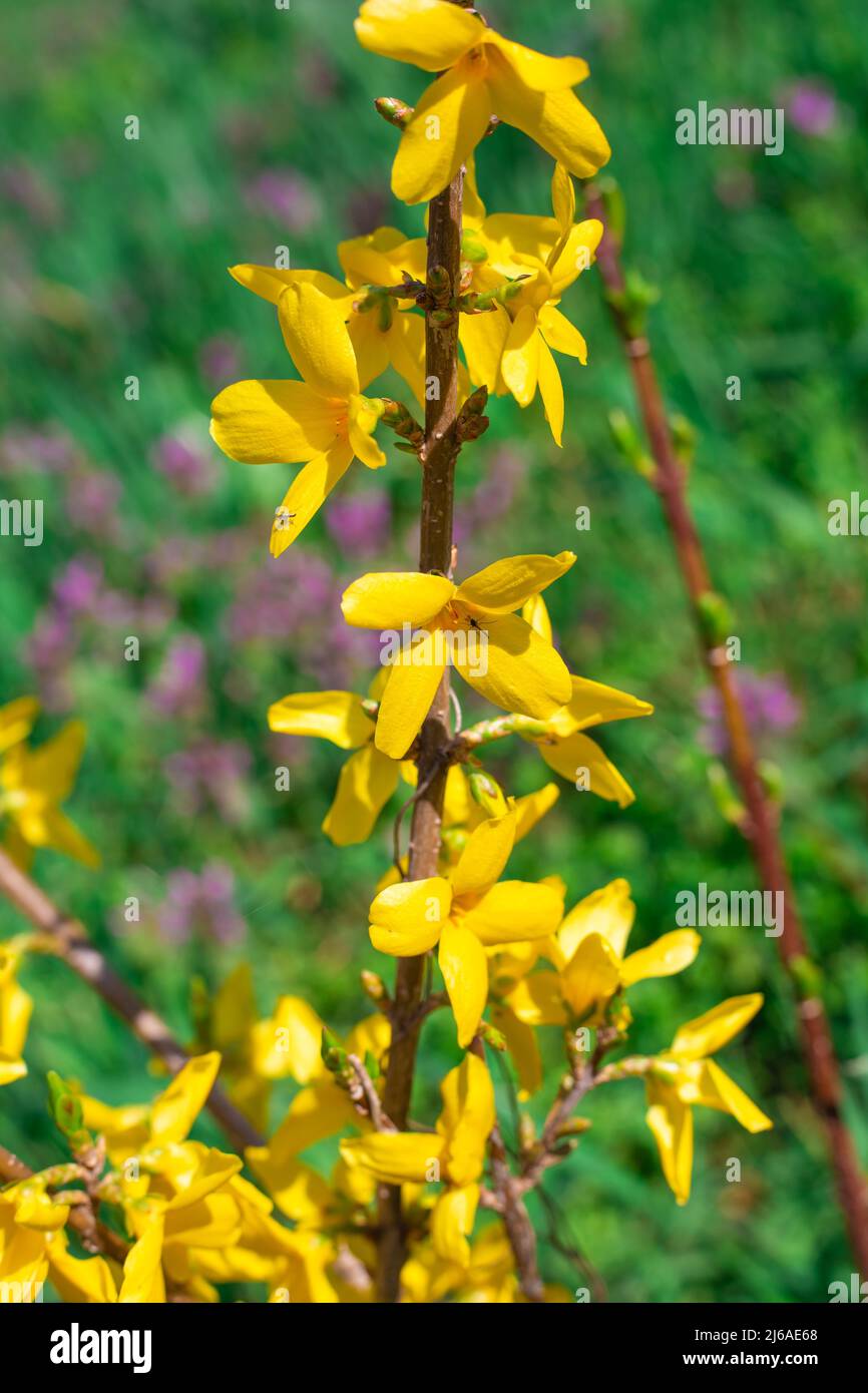 Giovane ramo di forsitia gialla. Fiori in fiore giardino di primavera su un arbusto ornamentale. Foto Stock
