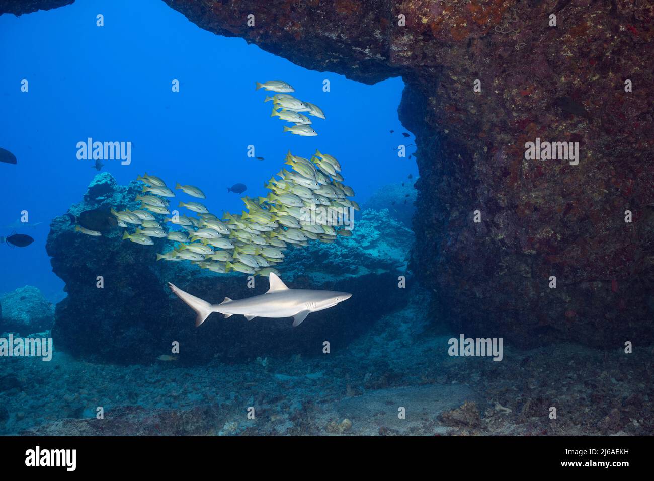 Squalo grigio giovanile della barriera corallina, Carcharhinus amblirhynchos, e snapper o taape bluestripe, Lutjanus kasmira, scuola sotto l'arco di lava, Kona, Hawaii, USA Foto Stock