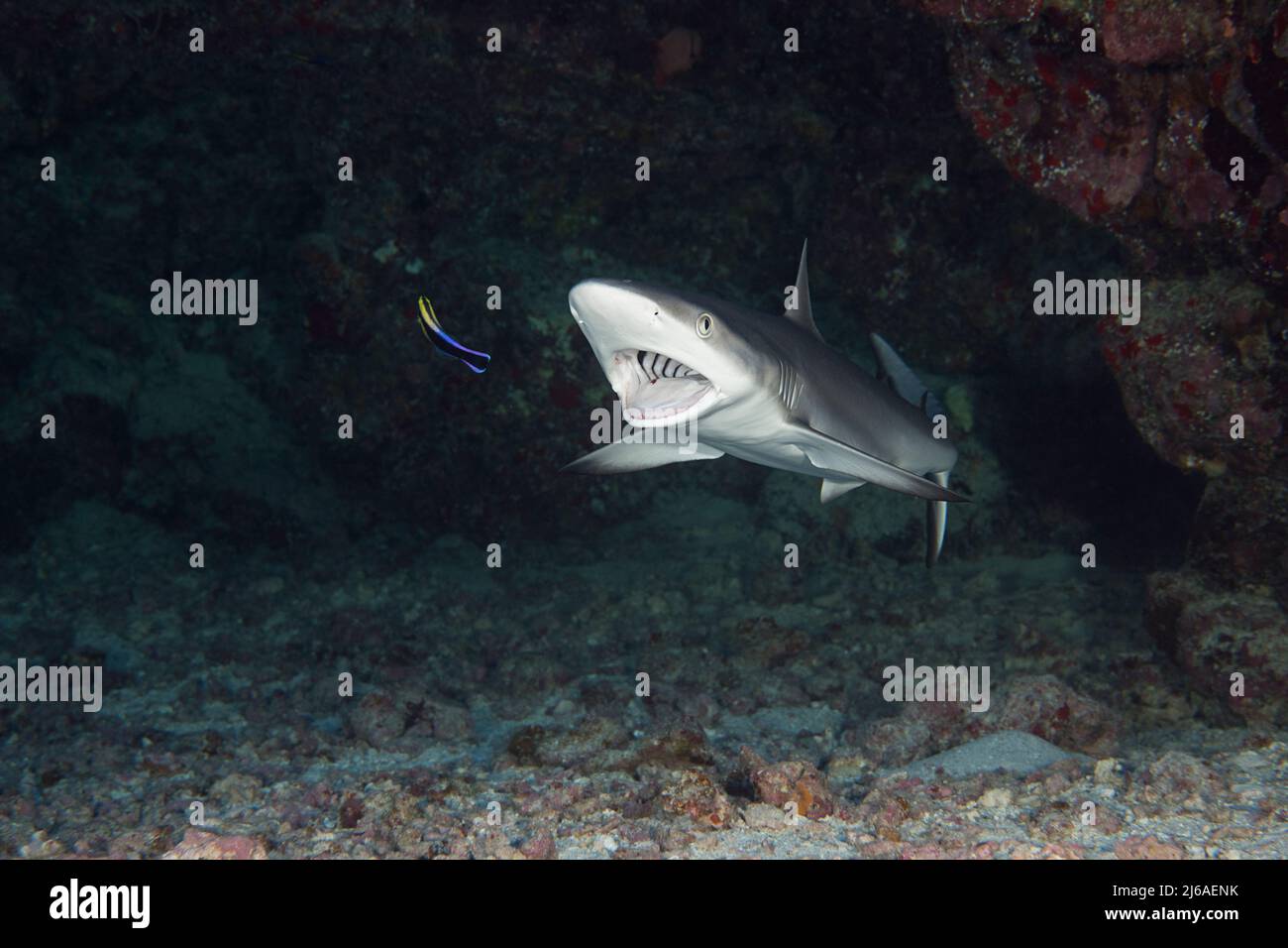 Squalo grigio giovanile della barriera corallina, Carcharhinus amblirhynchos, pulito da wrasse endemico hawaiano detergente, Labroides phtirophagus, Kona, Hawaii, USA Foto Stock