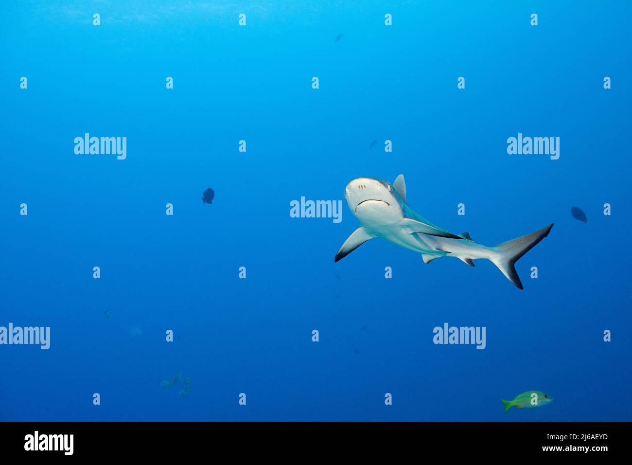 Squalo reef grigio giovanile, Carcharhinus amblyrhynchos, Mahaiula, North Kona, Hawaii (la Grande Isola), Stati Uniti ( Central North Pacific Ocean ) Foto Stock