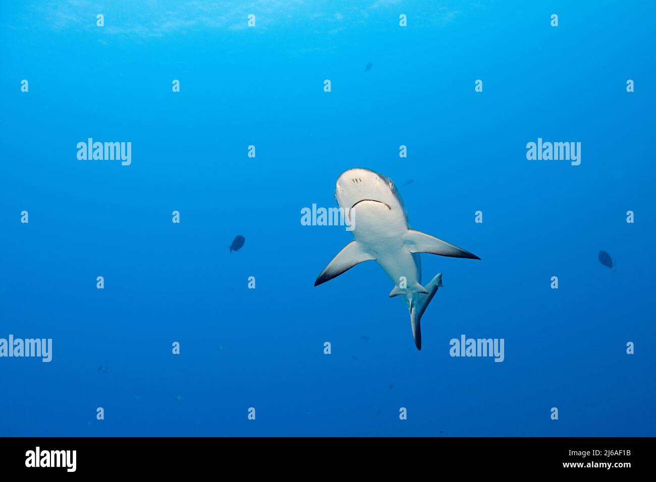 Squalo reef grigio giovanile, Carcharhinus amblyrhynchos, Mahaiula, North Kona, Hawaii (la Grande Isola), Stati Uniti ( Central North Pacific Ocean ) Foto Stock