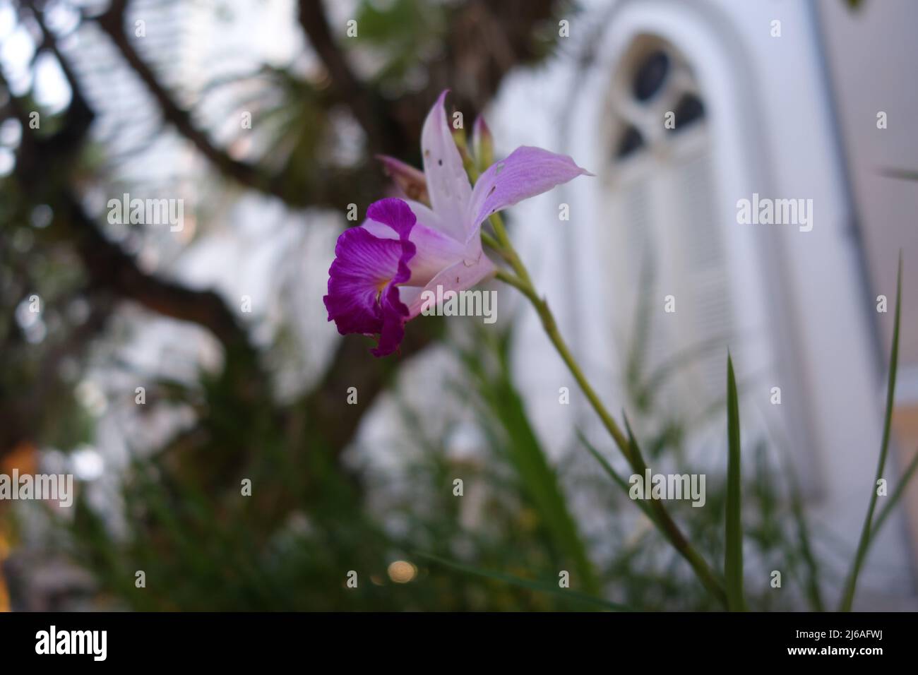 Un'orchidea viola su un albero come primo piano Foto Stock