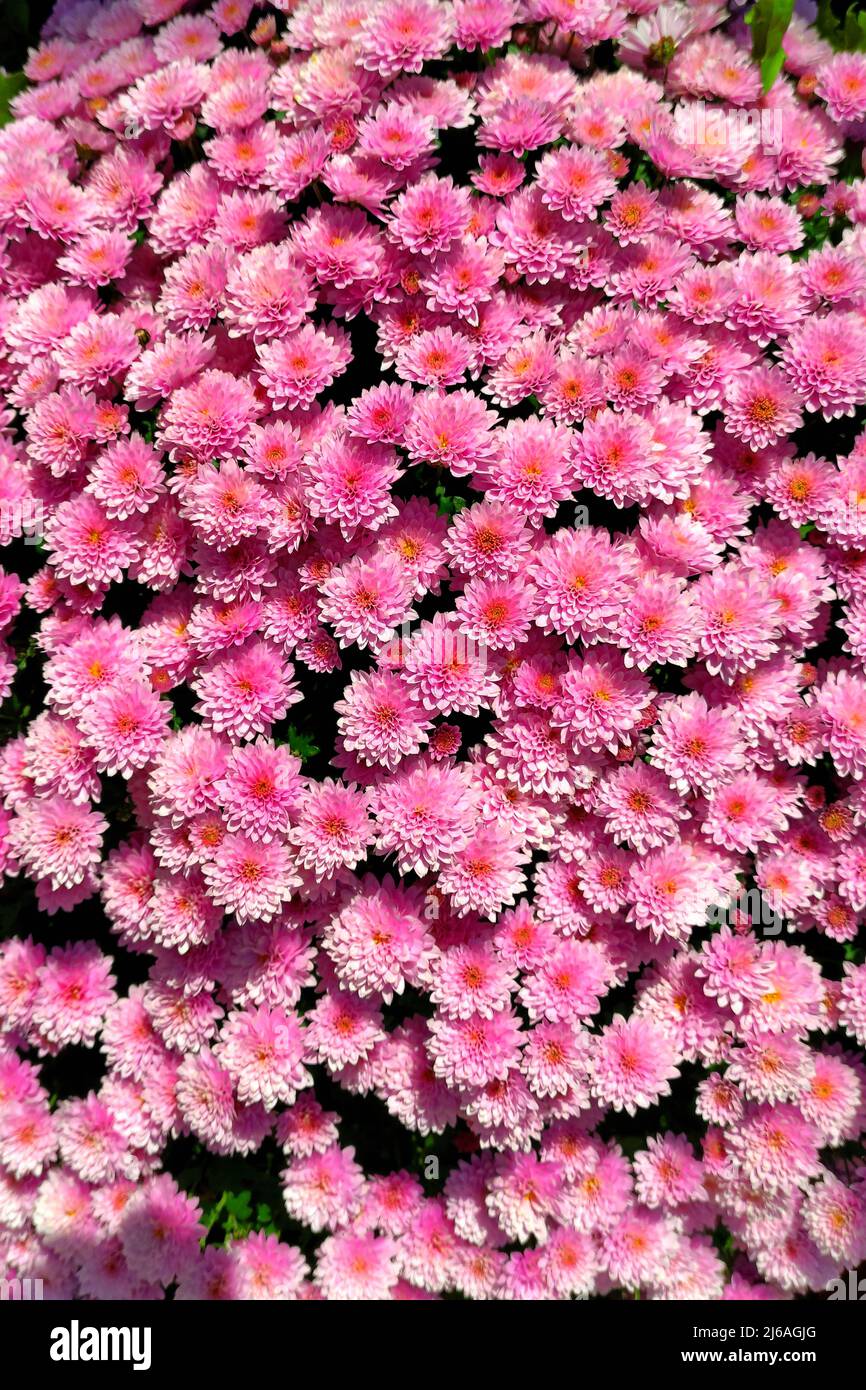 Il crisanthemum (Chrysanthemum) è una pianta popolare del giardino e del balcone. Viene fornito con unicoloured e multicolore, fiori doppi e non riempiti. Foto Stock