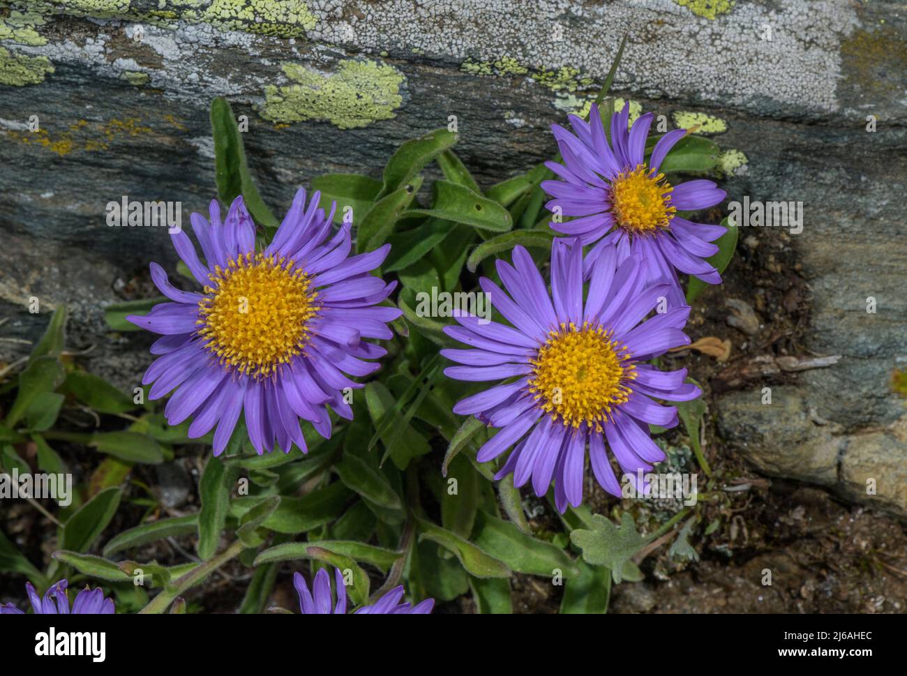 Aster alpina, Aster alpinus in fiore in fessure di roccia, Alpi. Foto Stock