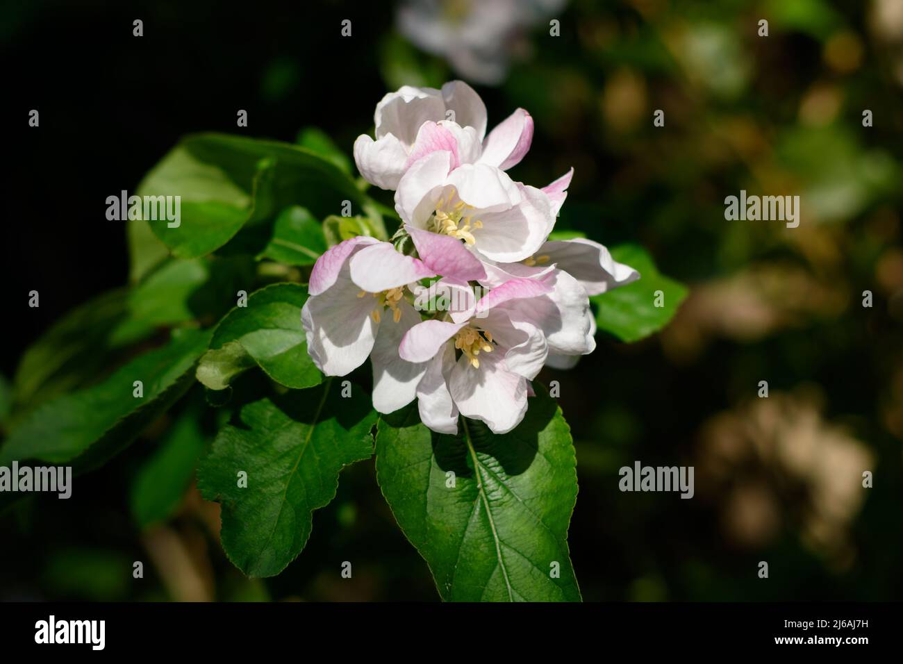 Fiori di mela fiore su albero di mela in primavera. Fiore di mela rosa con timens e petali alla luce del sole Foto Stock