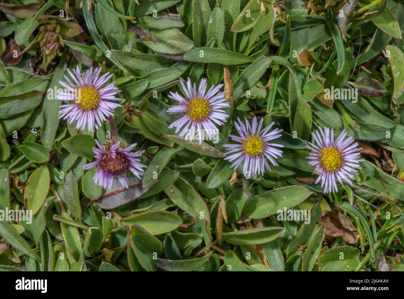 Fleabane alpine, Erigeron alpine in fiore in prateria alpina su calcare, Alpi austriache. Foto Stock