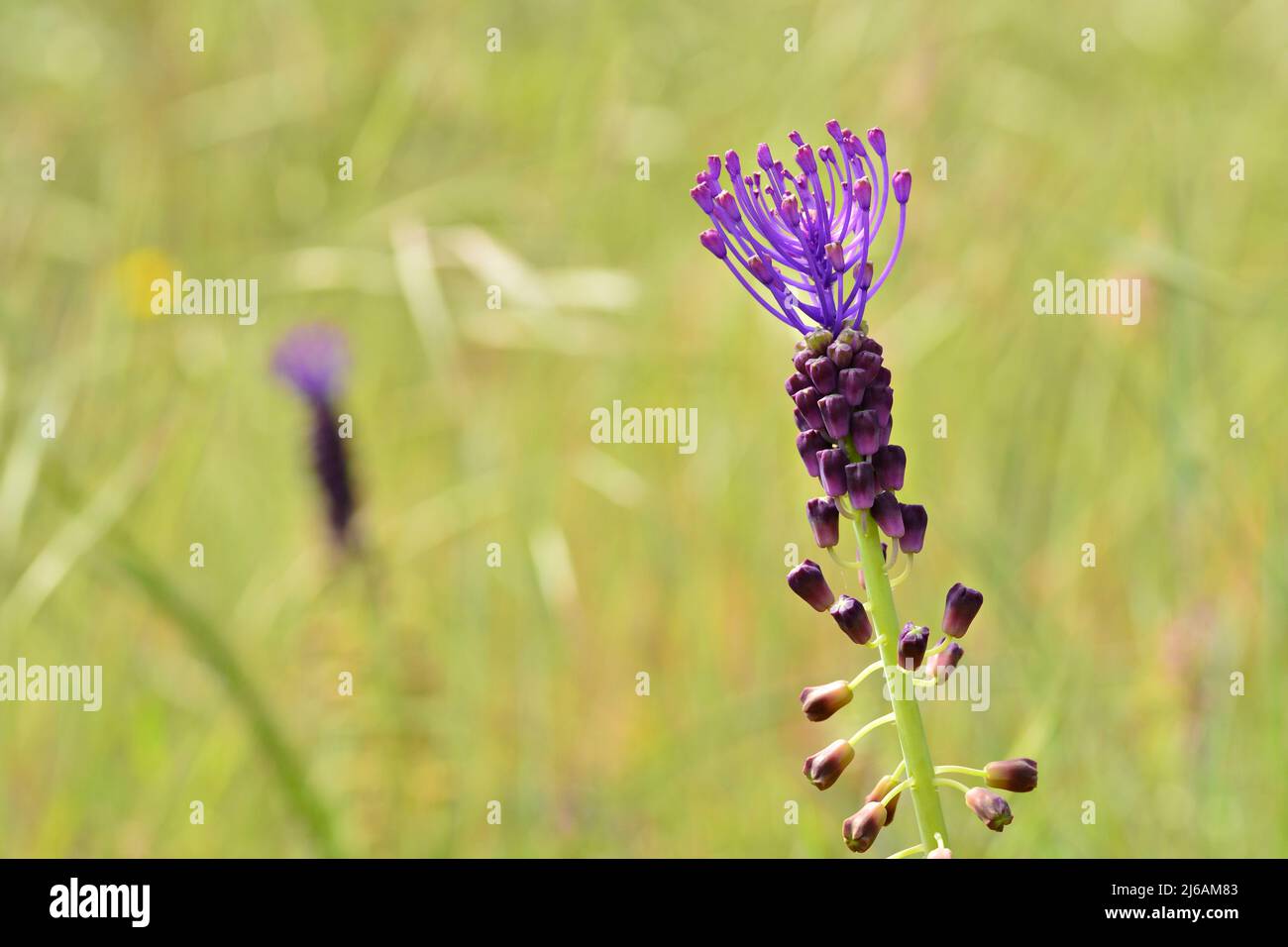 Detalle de la flor de la planta leopoldia comosa en primavera Foto Stock