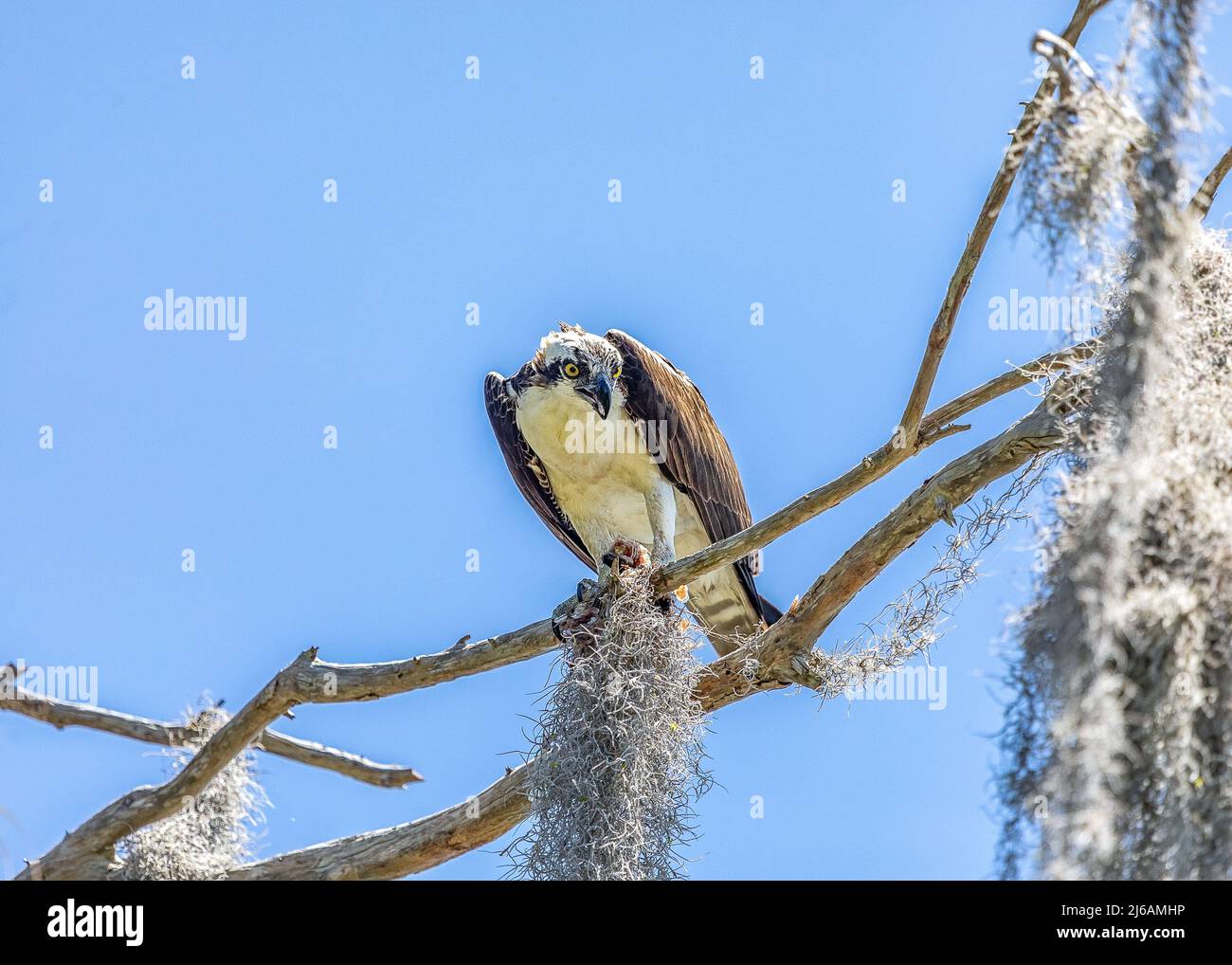 Gli Ospreys pescano i pesci nel lago hancock e poi procedono a posare negli alberi lungo i sentieri mentre mangiano Foto Stock