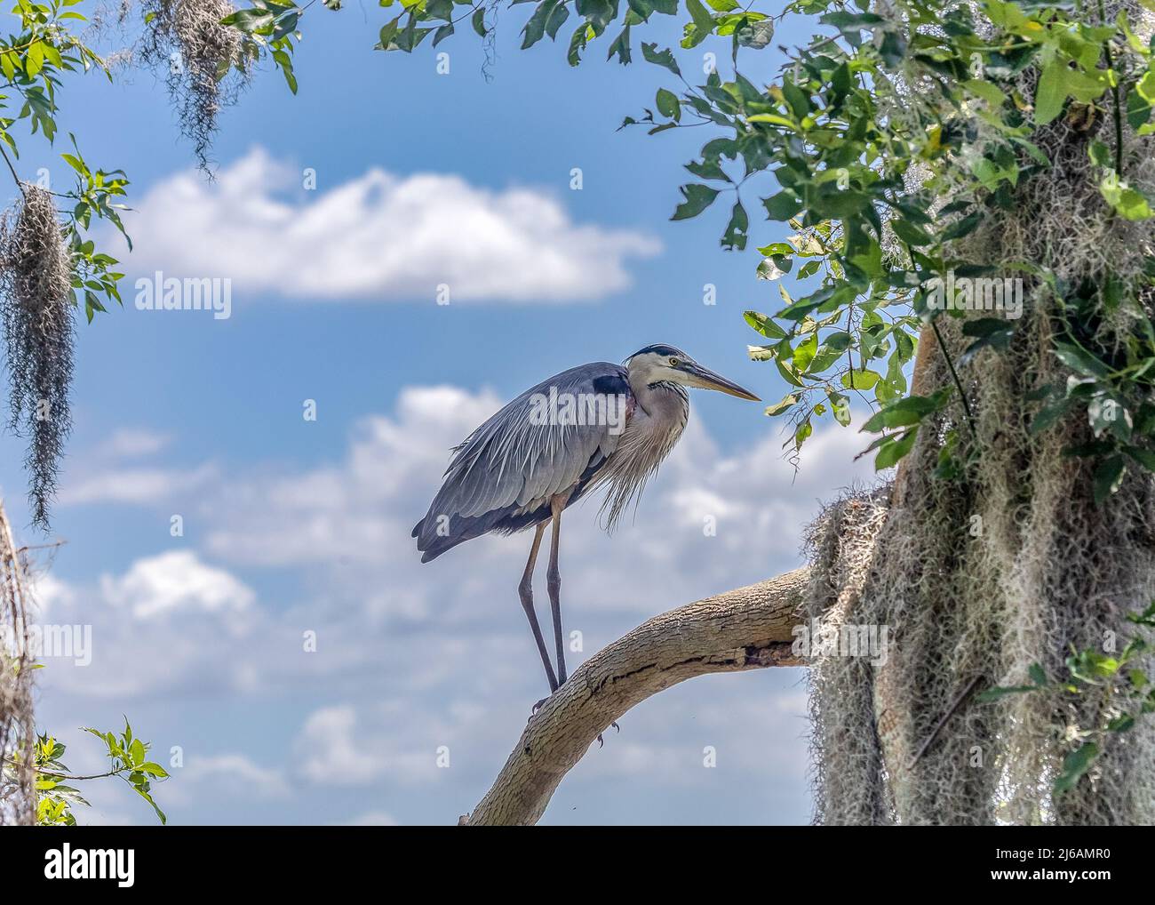 Bellissimo airone blu arroccato in un albero con muschio spagnolo circondare Foto Stock