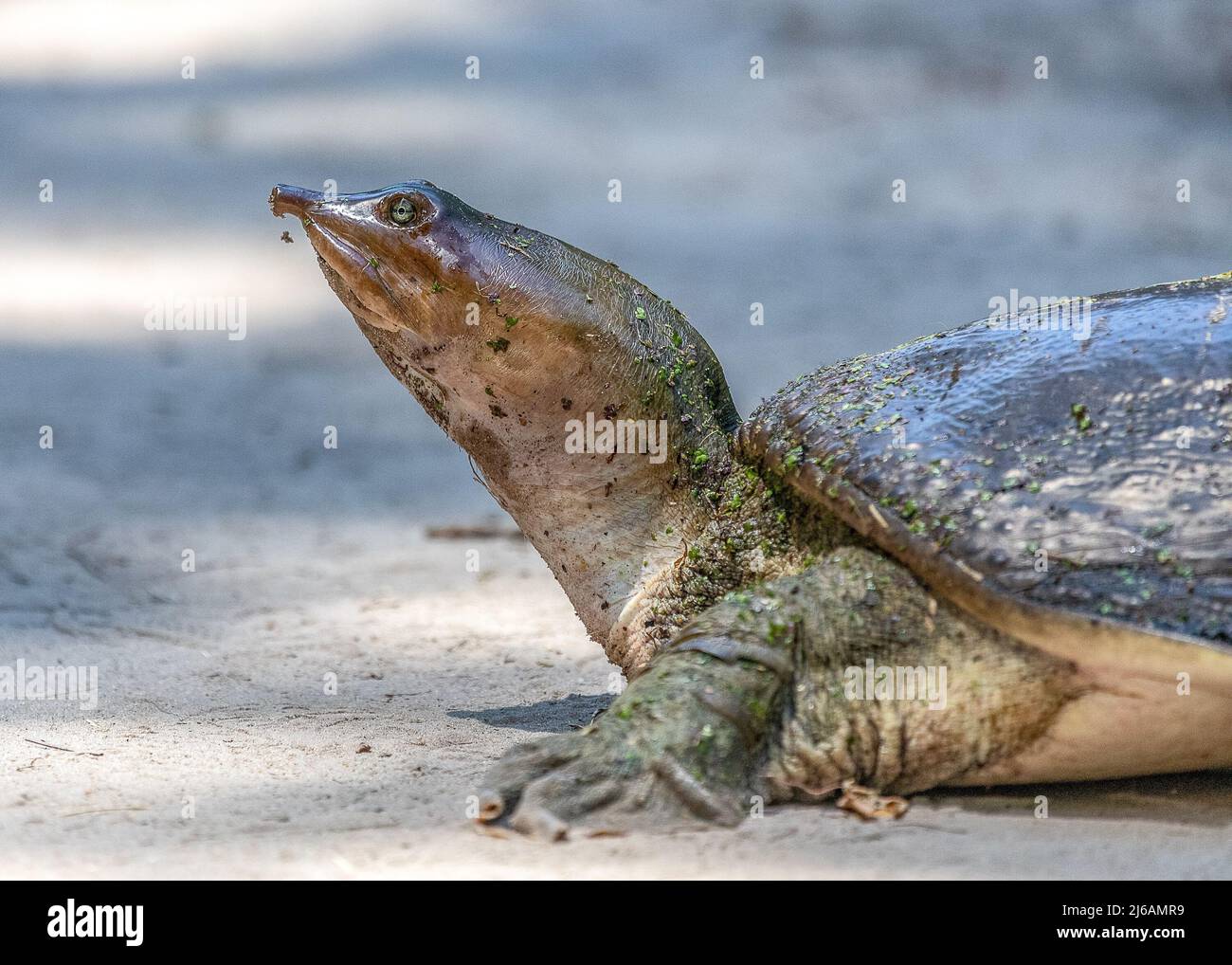 Tartaruga softshell della Florida primo piano sfondo semplice Foto Stock