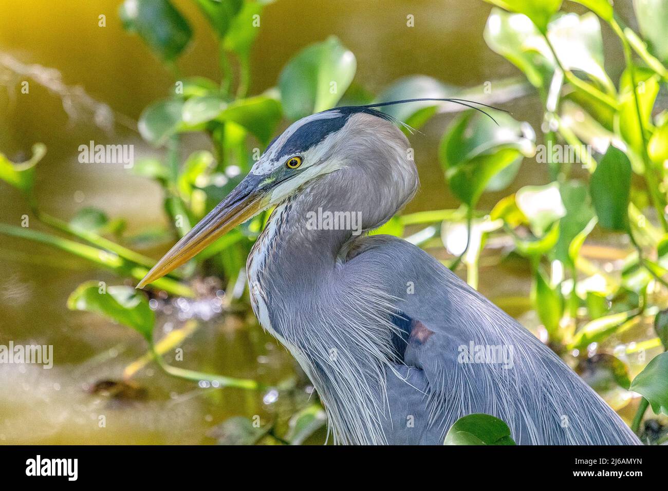 Primo piano di un grande airone blu nella palude al Circle B Bar Reserve a Lakeland, Florida Foto Stock