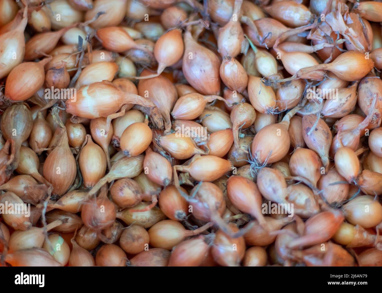 Sfondo di cipolla semina primo piano. Consistenza della semina di cipolle Foto Stock