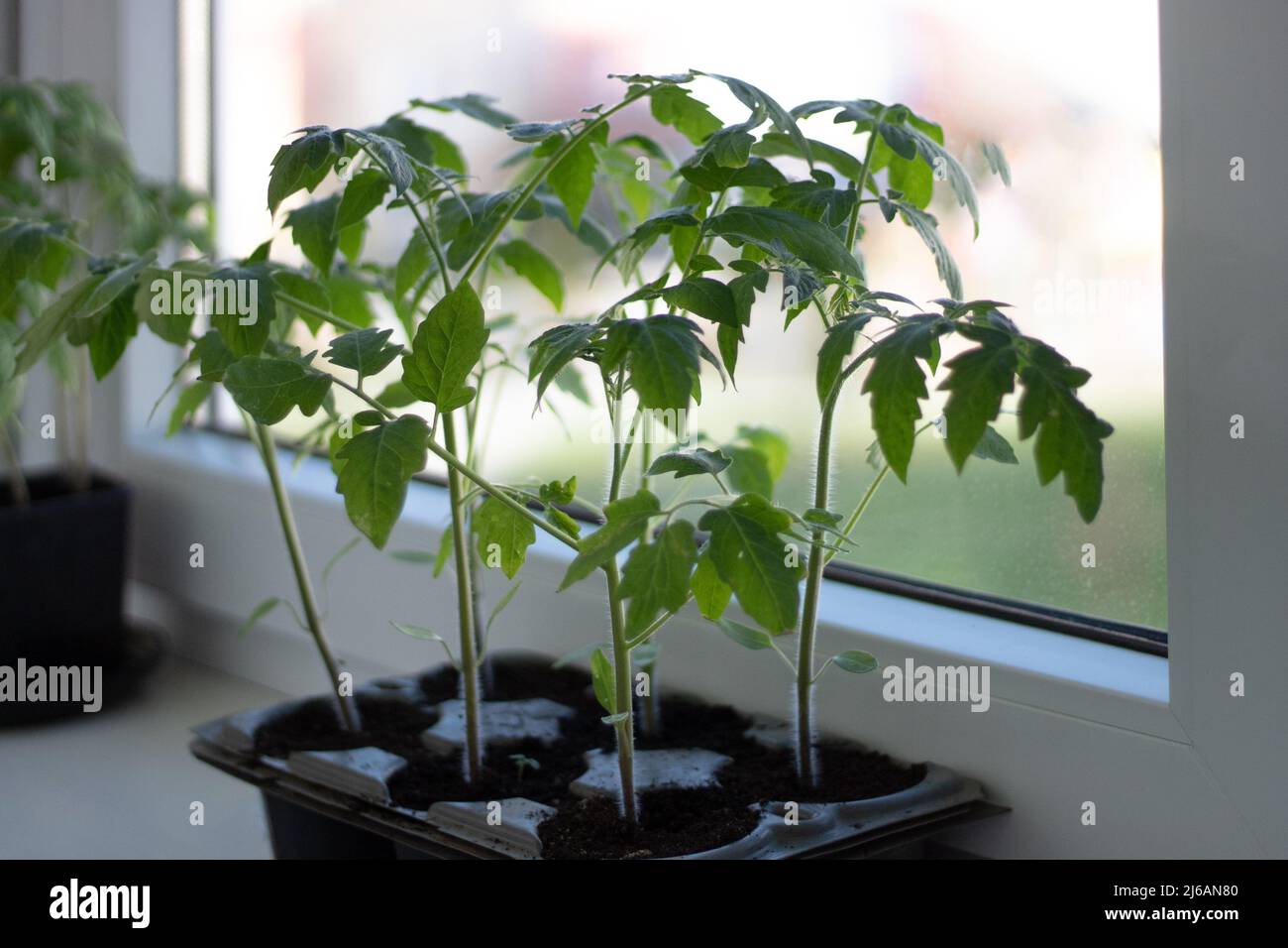 Piantine di pomodori rossi in primo piano. Germogli di pomodoro Foto Stock