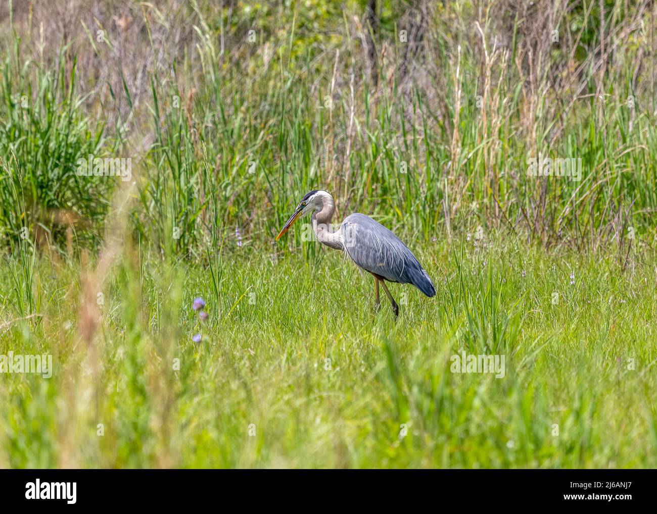 Grande airone blu caccia per il cibo nelle paludi del Paynes Prairie Preserve state Park a Gainesville, Florida Foto Stock