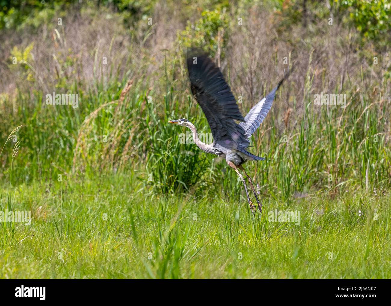 Grande airone blu che vola sulle paludi del Paynes Prairie Preserve state Park a Gainesville, Florida Foto Stock