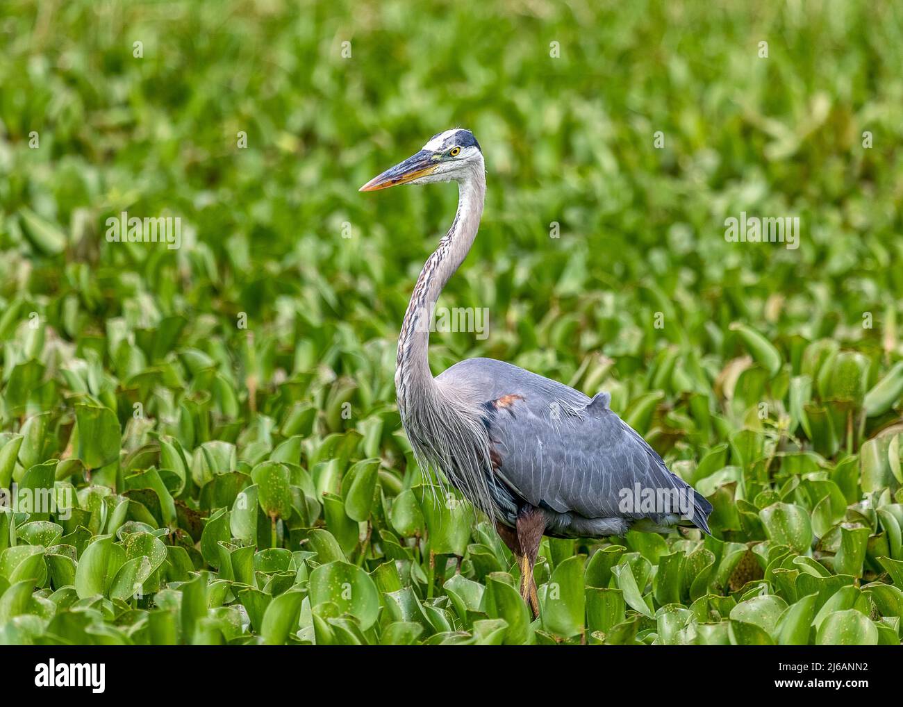 Grande airone blu caccia per il cibo nelle paludi del Paynes Prairie Preserve state Park a Gainesville, Florida Foto Stock