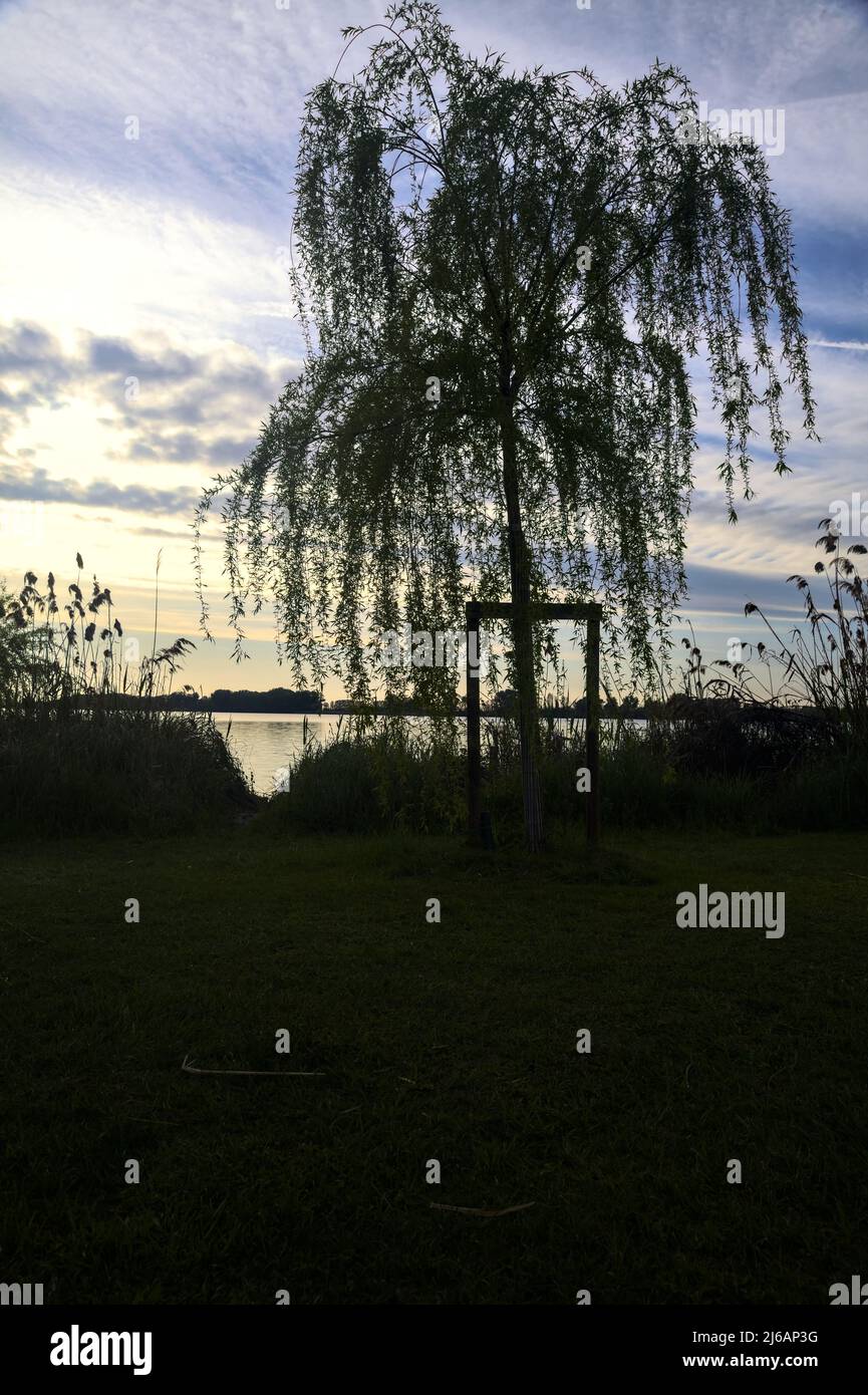 Youong piangendo salice dal lago al tramonto Foto Stock