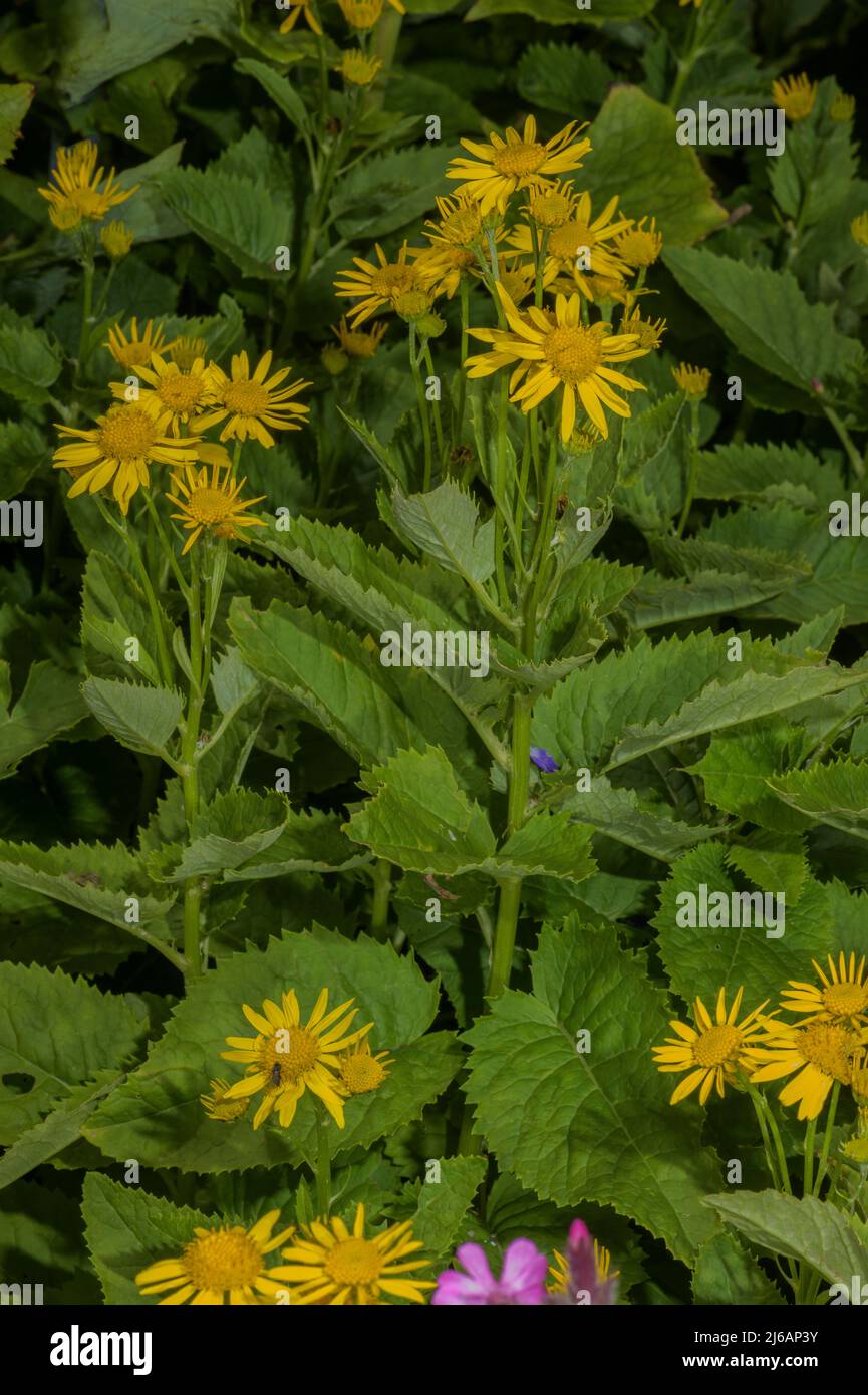 Alpine erba tossica, Jacobaea alpina in fiore nelle Alpi. Foto Stock