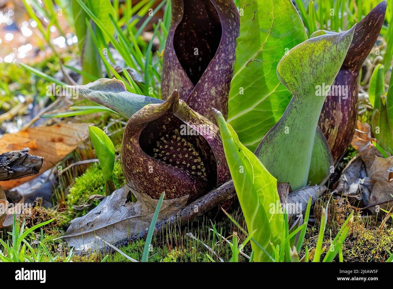 Il cavolo di Skunk (Symplocarpus foetidus) è una delle prime piante autoctone a crescere e fiorire all'inizio della primavera nel Wisconsin. Foto Stock