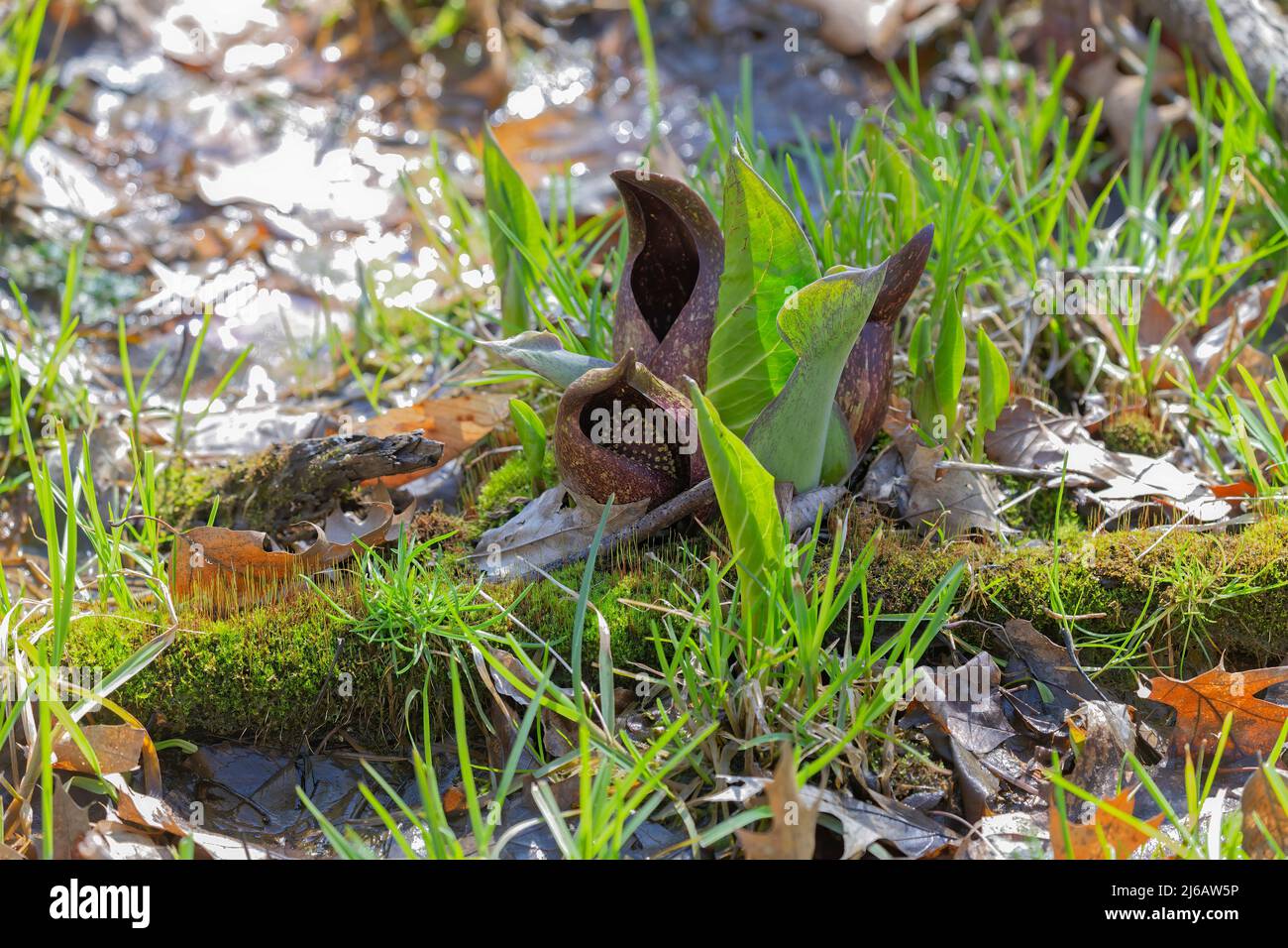 Il cavolo di Skunk (Symplocarpus foetidus) è una delle prime piante autoctone a crescere e fiorire all'inizio della primavera nel Wisconsin. Foto Stock