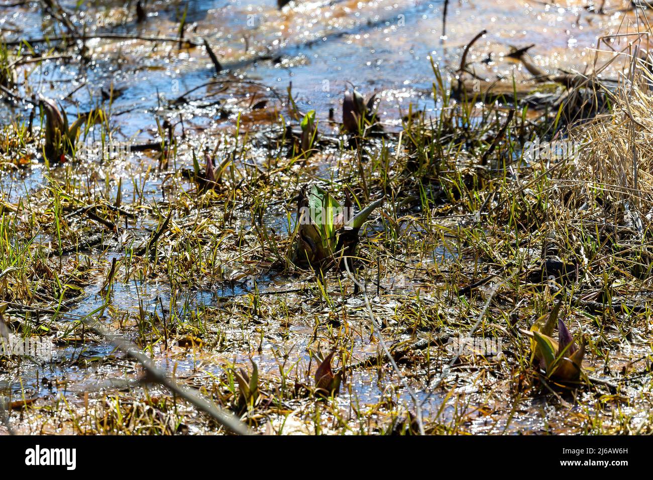 Il cavolo di Skunk (Symplocarpus foetidus) è una delle prime piante autoctone a crescere e fiorire all'inizio della primavera nel Wisconsin. Foto Stock