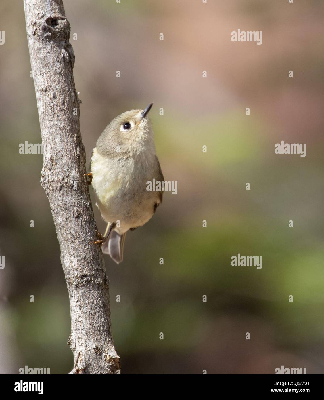 Un Kinglet coronato da Ruby in primo piano con sfondo naturale sfocato Foto Stock