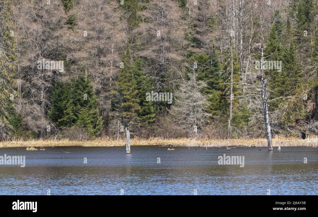 Arrowhead Park in primavera, Ontario Foto Stock