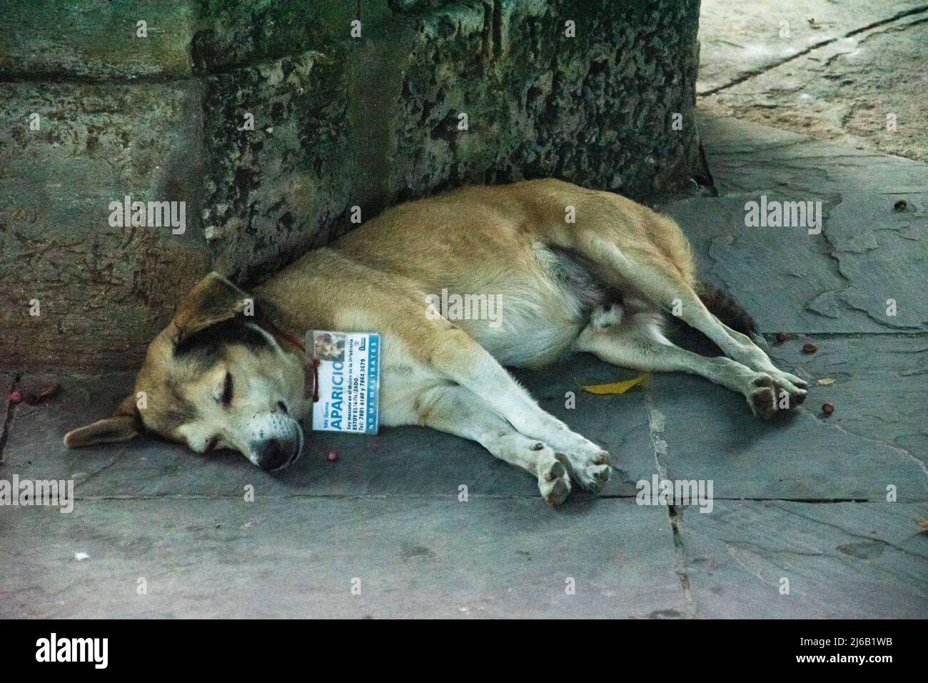 Cane da lavoro a l'Avana, Cuba. Ogni cane ha una carta d'identità speciale con foto che indicano l'istituzione di stato da cui sono 'impiegati'. Foto Stock