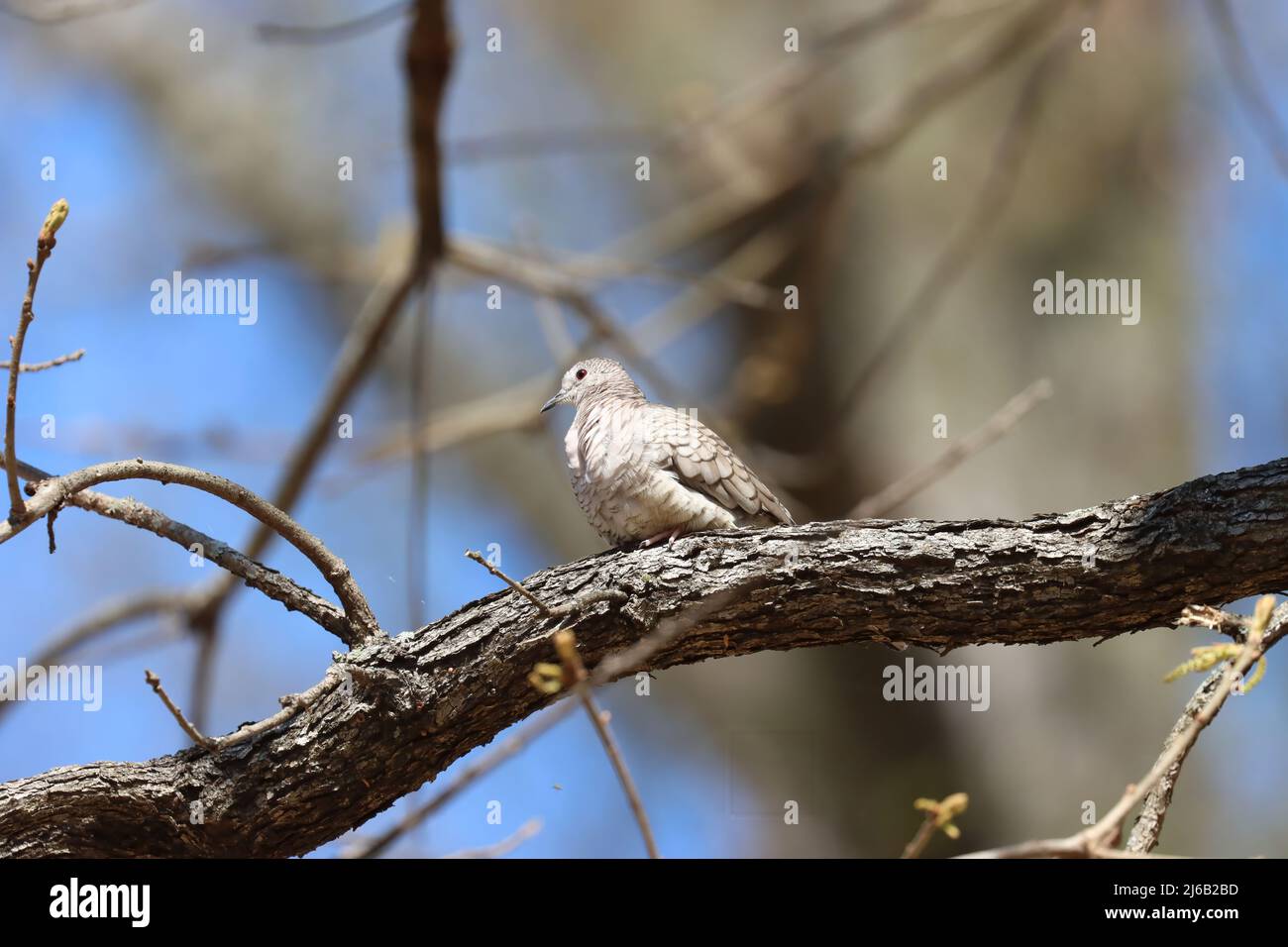 Tortora Inca Foto Stock