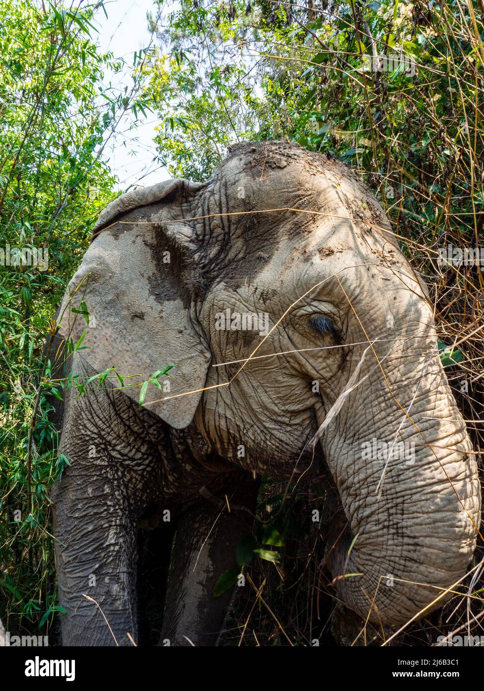 Campo Elefanto a Chiang mai, Thailandia Foto Stock