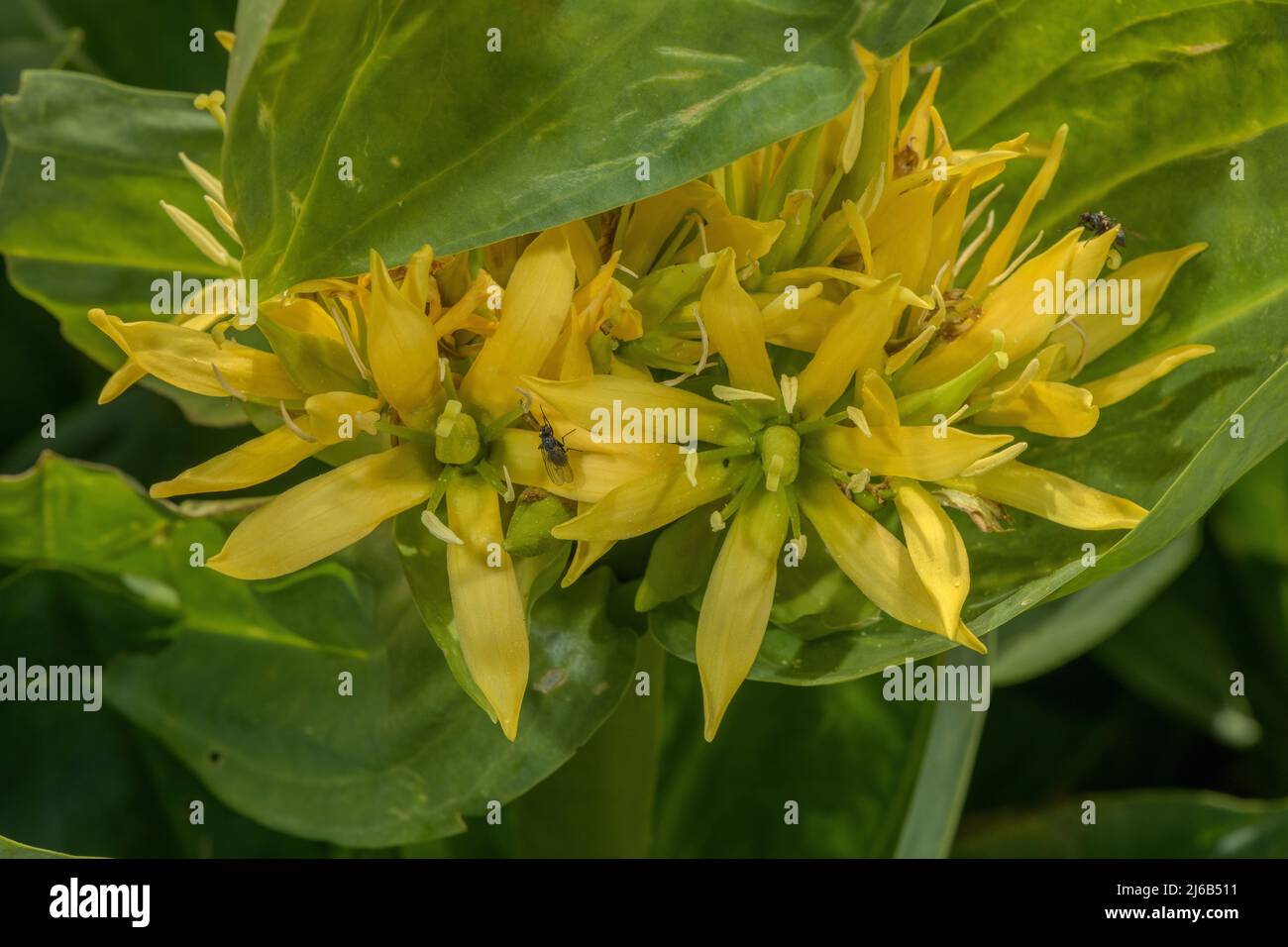 Grande genziana gialla, Gentiana lutea, in fiore nelle Alpi svizzere. Foto Stock