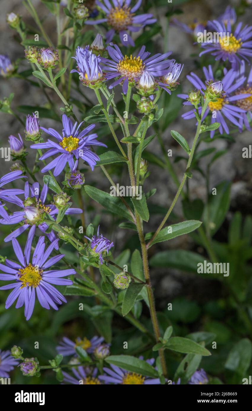 Daisy Michaelmas europeo, Aster amellus, in fiore nelle Alpi svizzere. Foto Stock