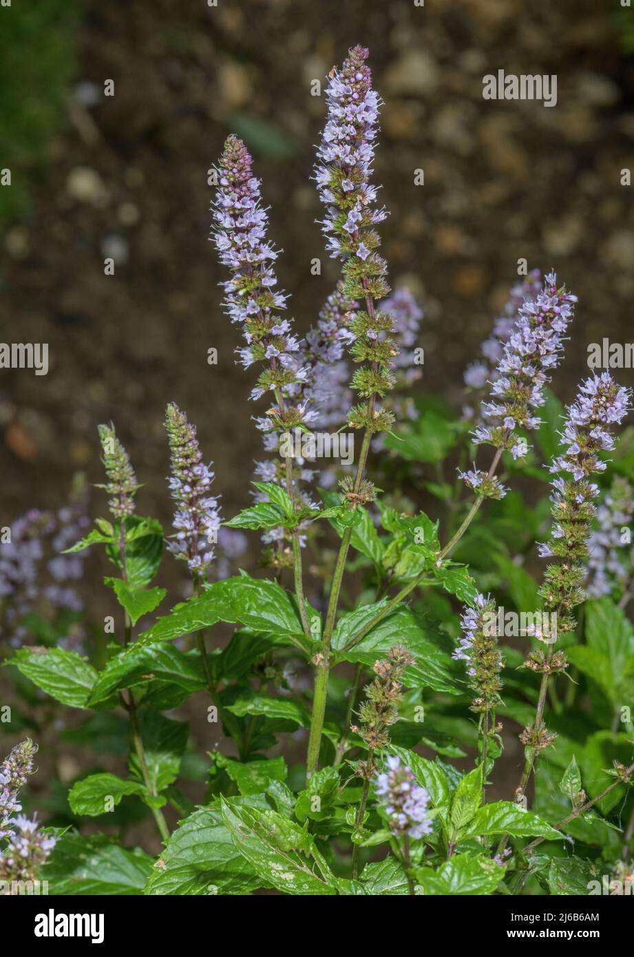 Menta piperita, mentha x piperita, in fiore nel giardino delle erbe. Foto Stock