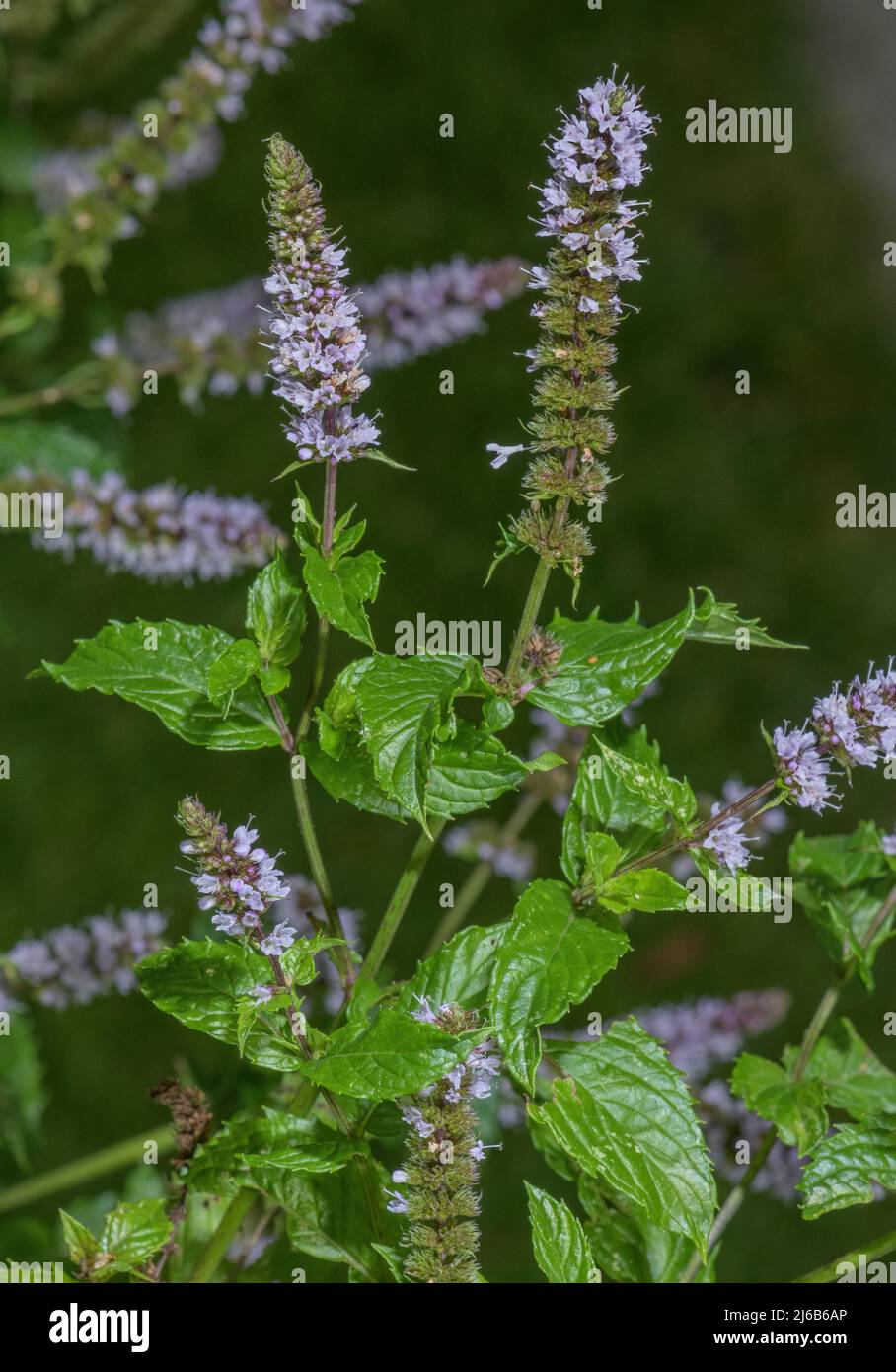 Menta piperita, mentha x piperita, in fiore nel giardino delle erbe. Foto Stock